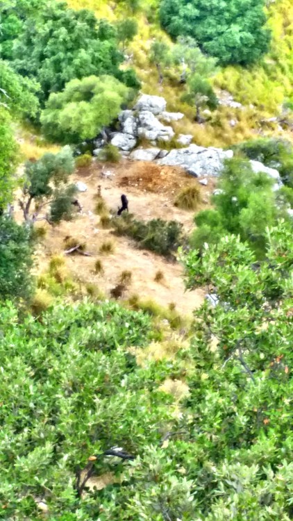 #summer #mallorca #rocks #mountain #nature #goat