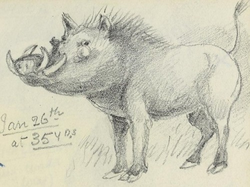 smithsonianlibraries:This warthog from the sketchbook of...