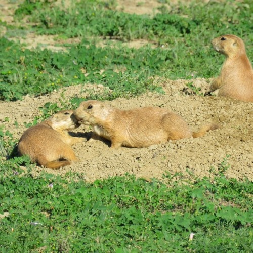 rayb270:Prairie dogs are social and quite entertaining to...