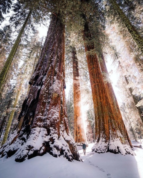 tentree - Wondering through the Sequoia National Park