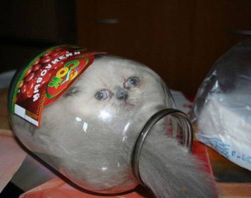 awesome-picz - Cats Who Immediately Regretted Their Poor Life...
