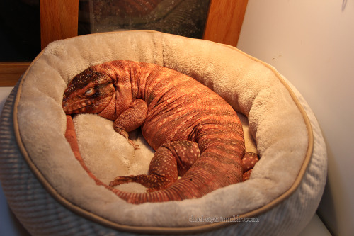 nosebacon - emaciatinq - duel-styx - Pet beds were on sale AND I had a...