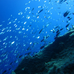 Reef diving in Santorini