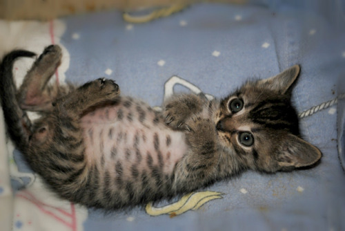 kittehkats - It’s Tummy Time! A post shared by Atlanta...