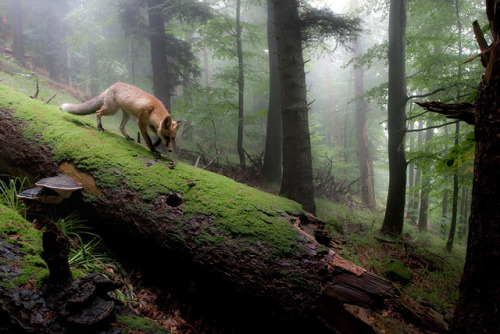 everythingfox:Fox in the woodsPhoto byKlaus Echle