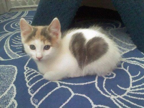 justcatposts:cats with cool markings