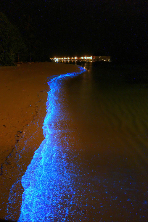 10knotes:A beach in Maldives awash in bioluminescent...