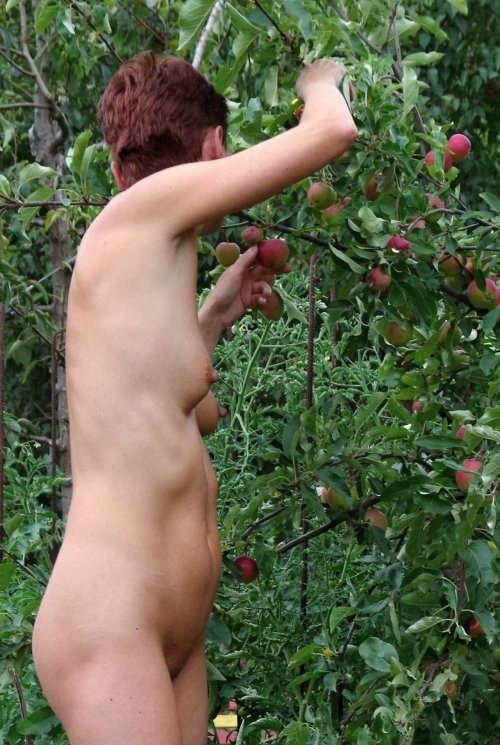 naturally-free - Stay confidentfor apple orchard work. There...