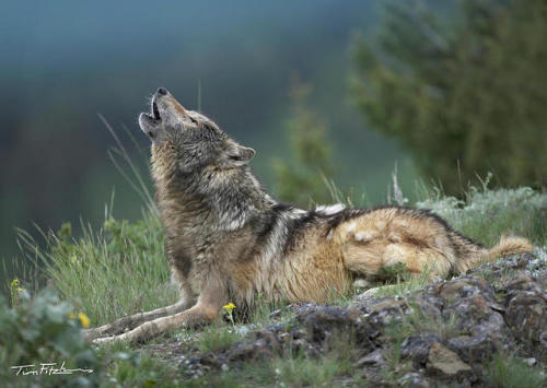beautiful-wildlife:Gray Wolf Howling by © Tim Fitzharris