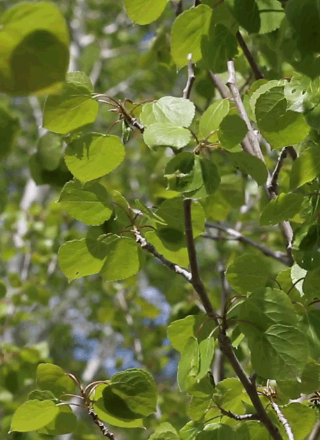 yellowrose543 - Trees Imgfave.com