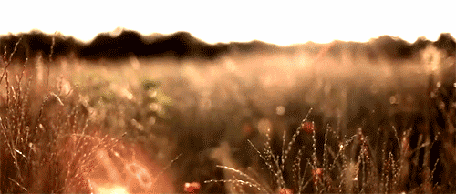 sixpenceee - A compilation of calming floral/nature gifs. Here...