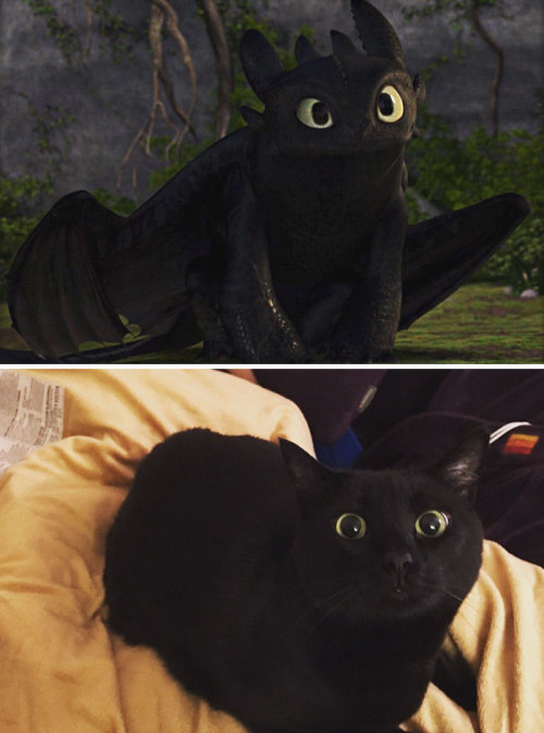 peachdoxie - pr1nceshawn - Cats or Toothless!?Fun fact! There is...