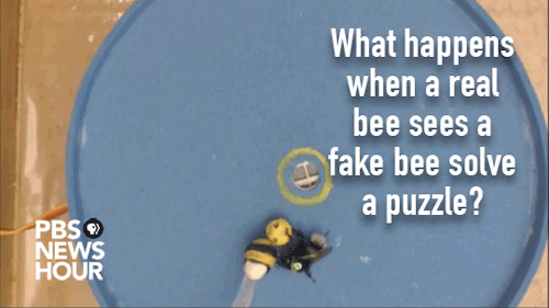 fieldbears - newshour - What does it take to teach a bee to use...
