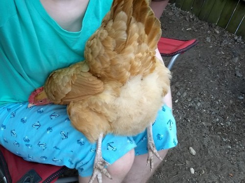 sortofgetit - chicken-fluff-butts - weird bird...
