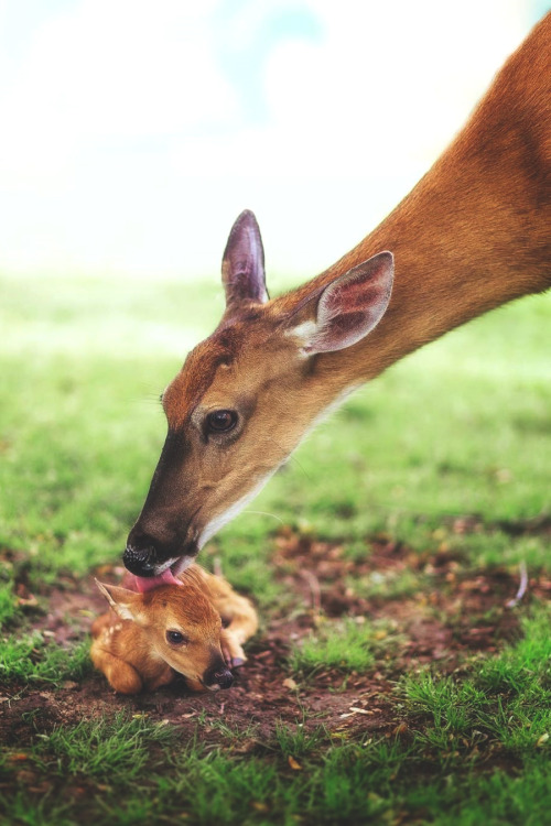 lsleofskye:Mother bathing her newly born Fawn |...