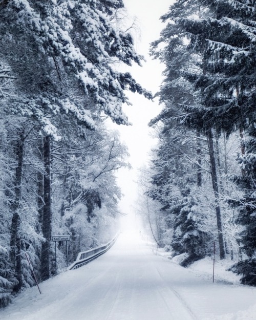 jcatchthelight - Dogwalk in snow. ❄ SwedenCopyright Jenny...