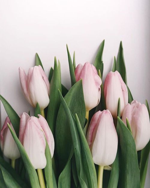 floralls:by brigitte tohm
