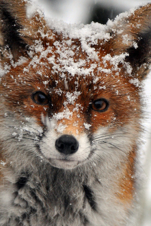everythingfox - Snow Fox ❄