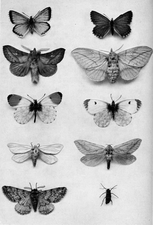 noisycrickets - Sexual dimorphism in Lepidoptera, female on the...