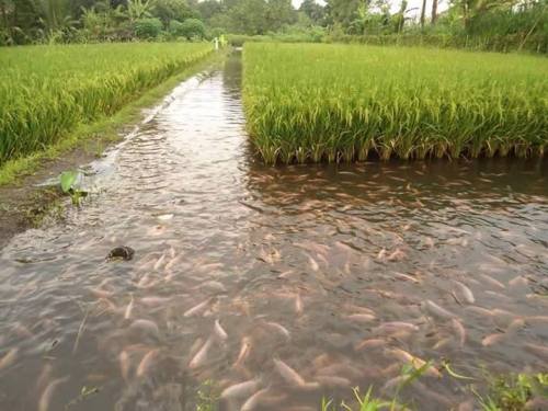 coolthingoftheday - Farmers in Indonesia introduce fish into their...