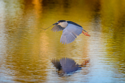 eda11y - Black-crowned night heron (Nycticorax nycticorax) in...