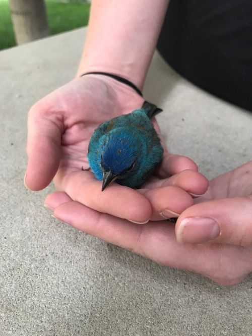tieltavern - We found a very smol Indigo Bunting who appeared to...
