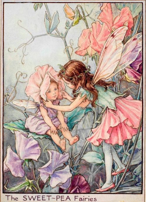 tomhiddleston-kikibfairy - Flower Fairies -  The Fairies Of The...