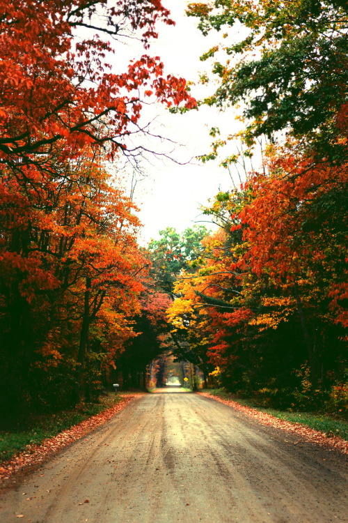 r2–d2 - Autumn by (ZacharySnellenberger) | Follow on Tumblr