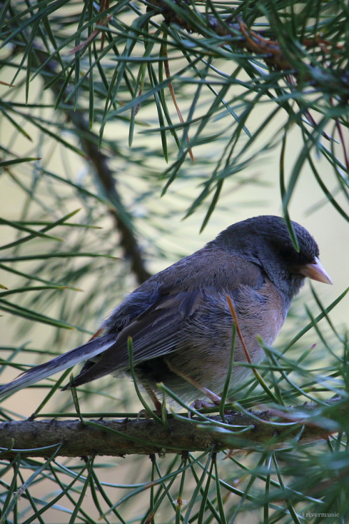 riverwindphotography - A Gentle Junco - She was so friendly and...