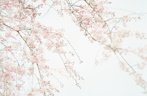 hanmii - sakura by turquoiseacco