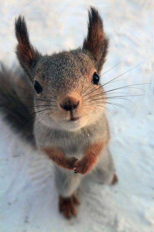 thegingerpowers:Have you seen my nuts?
