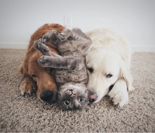 animals-lovers - (Source)OMG 