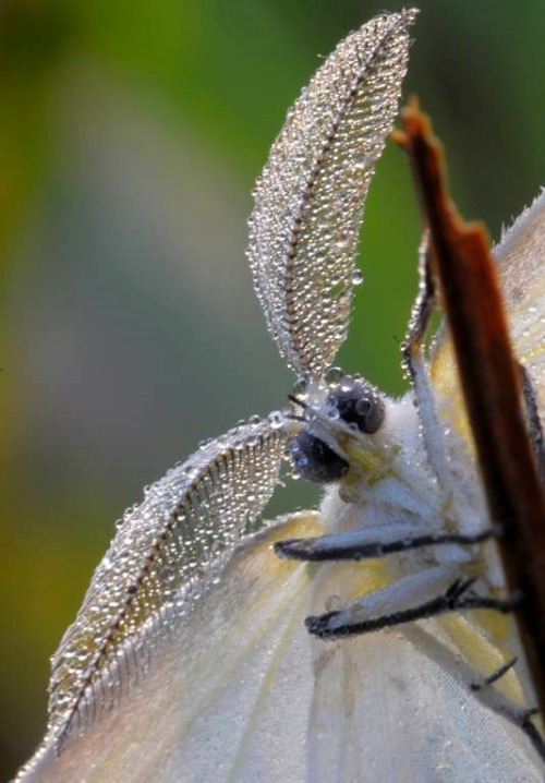 wapiti3 - Lepidoptera sp. (Moths)The Macro Club Project...