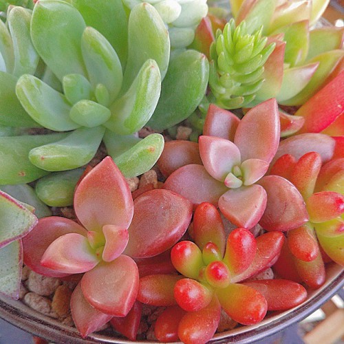 circulargoat - amor-por-los-cactus - Lindos colores de...