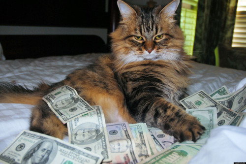 fushark - hitpass - prescriptionquality - alxbngala - Money Cats...