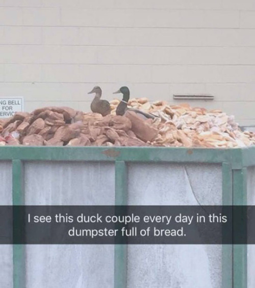 tastefullyoffensive - Hitting the duck lottery. (via gallowboo)
