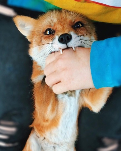 everythingfox - nomJuniper the Fox