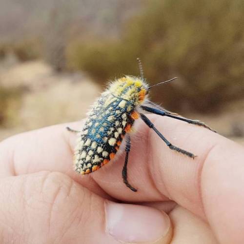 b33tl3b0y - brush jewel beetle sons! look at their tufty lil’...
