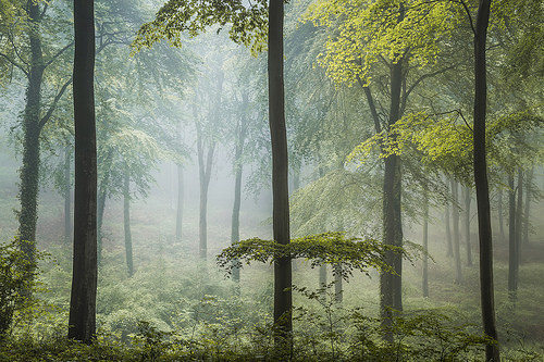 ponderation:Spring Greens by  Leigh Dorey