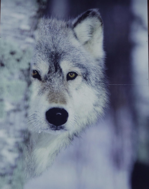 her-wolf - by Iris.photo