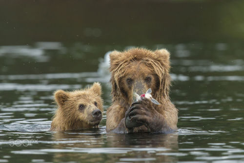 boredpanda - 15+ Un-Bear-Ably Cute Momma Bears Teaching Their...