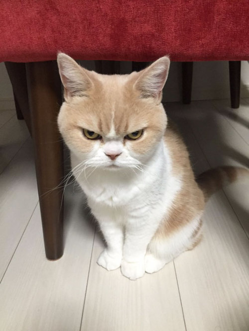 dancing-little-shit - catsbeaversandducks - Meet Japanese Grumpy...