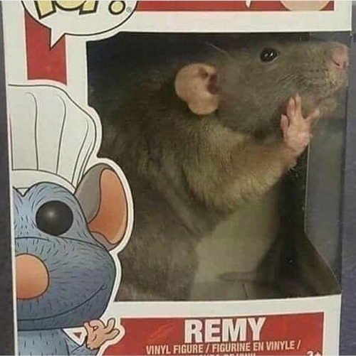 Rats!!