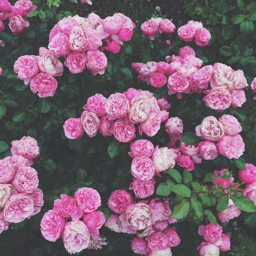 andantegrazioso:Shades of roses | the_vintage_palace