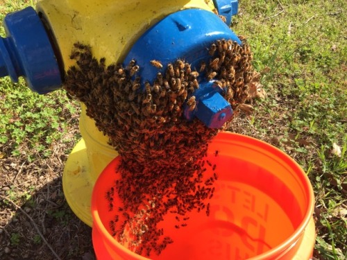 droct0 - foxthebeekeeper - A neighbor called and said she saw a...