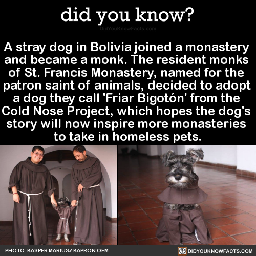 militant-holy-knight - did-you-kno - A stray dog in Bolivia...