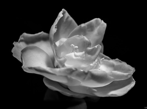 Camellia Blossom, Nikon D5300 modified to 830 nm, edit