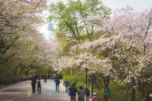 rjkoehler - Cherry blossoms on Namsan Mountain.