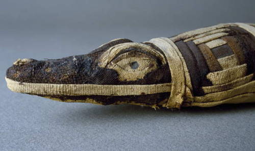 egypt-museum - Mummified CrocodileMummy of a crocodile, sacred...