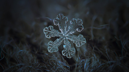 inkxlenses - Snowflake Macro Photography | by Alexey Kljatov